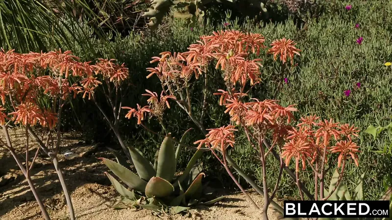 Blacked Chloe Scott 與 Mandingo 初次見面：高清色情 4f